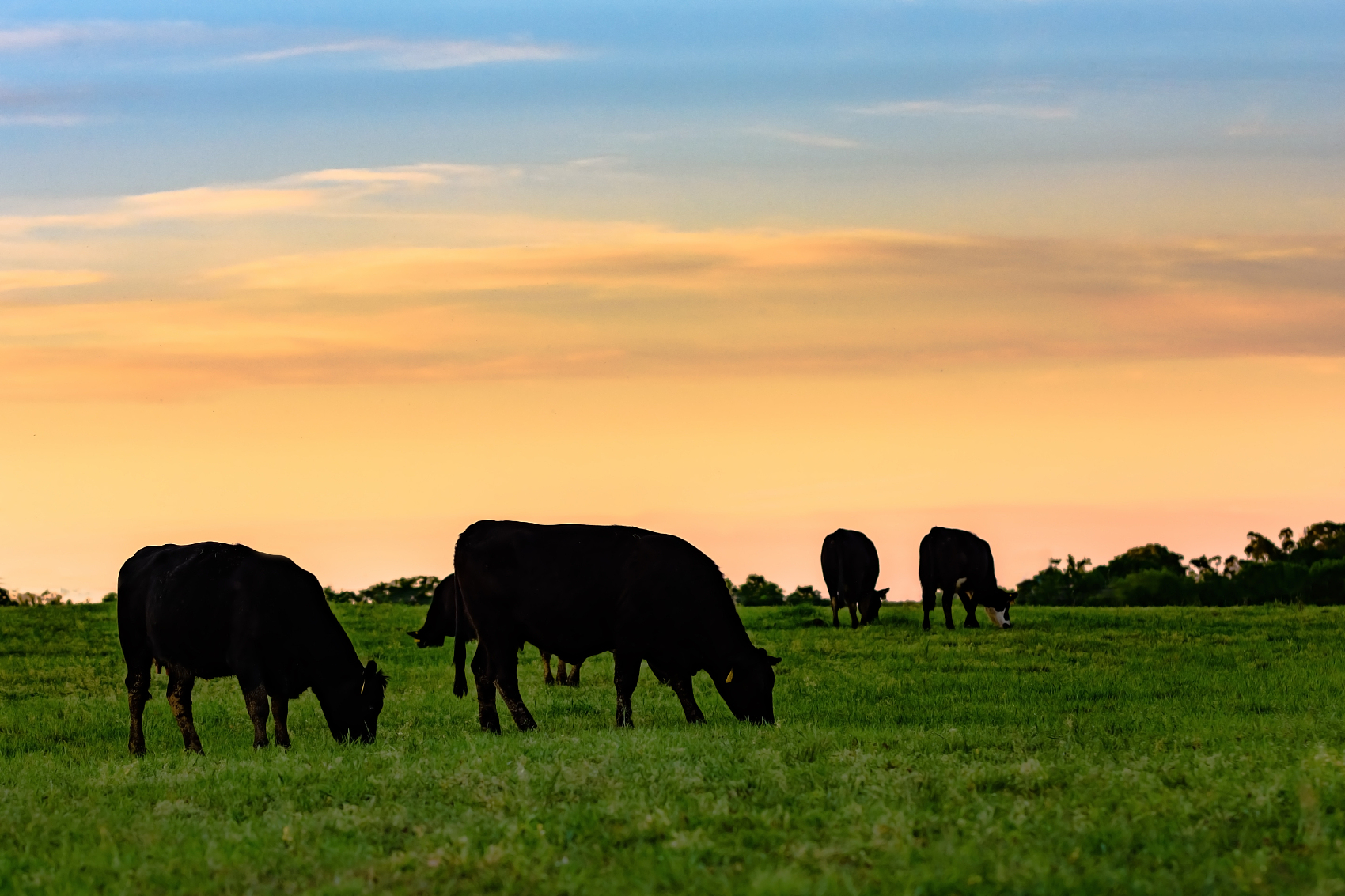 Cows in silhouette against colorful sky.jpg