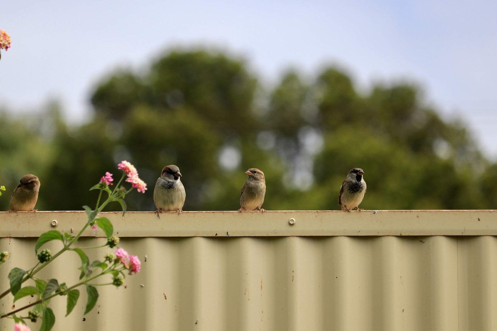 Four sparrows perched on a metal backyard fence.jpg